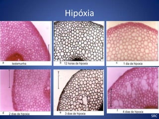 Hipóxia




          SRC
 