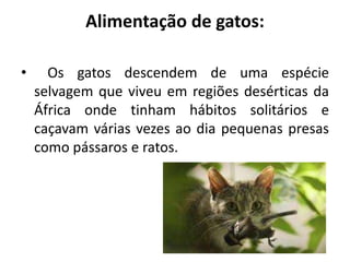 Alimentação de gatos:
• Os gatos descendem de uma espécie
selvagem que viveu em regiões desérticas da
África onde tinham hábitos solitários e
caçavam várias vezes ao dia pequenas presas
como pássaros e ratos.
 