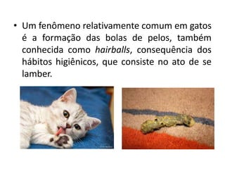 • Um fenômeno relativamente comum em gatos
é a formação das bolas de pelos, também
conhecida como hairballs, consequência dos
hábitos higiênicos, que consiste no ato de se
lamber.
 