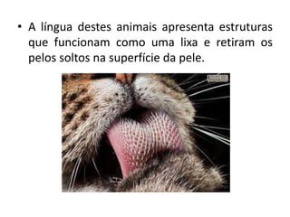 • A língua destes animais apresenta estruturas
que funcionam como uma lixa e retiram os
pelos soltos na superfície da pele.
 
