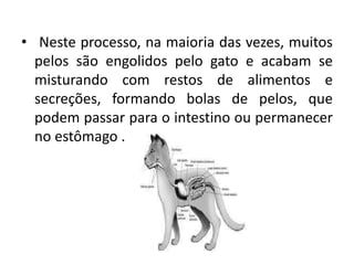 • Neste processo, na maioria das vezes, muitos
pelos são engolidos pelo gato e acabam se
misturando com restos de alimentos e
secreções, formando bolas de pelos, que
podem passar para o intestino ou permanecer
no estômago .
 