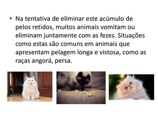 • Na tentativa de eliminar este acúmulo de
pelos retidos, muitos animais vomitam ou
eliminam juntamente com as fezes. Situações
como estas são comuns em animais que
apresentam pelagem longa e vistosa, como as
raças angorá, persa.
 