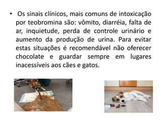 • Os sinais clínicos, mais comuns de intoxicação
por teobromina são: vômito, diarréia, falta de
ar, inquietude, perda de controle urinário e
aumento da produção de urina. Para evitar
estas situações é recomendável não oferecer
chocolate e guardar sempre em lugares
inacessíveis aos cães e gatos.
 