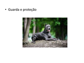 • Guarda e proteção
 