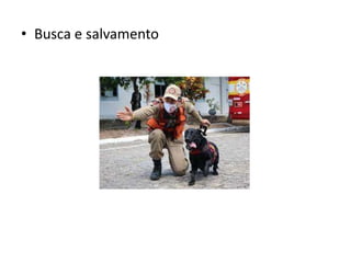 • Busca e salvamento
 