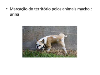 • Marcação do território pelos animais macho :
urina
 