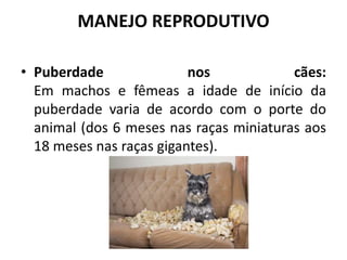 MANEJO REPRODUTIVO
• Puberdade nos cães:
Em machos e fêmeas a idade de início da
puberdade varia de acordo com o porte do
animal (dos 6 meses nas raças miniaturas aos
18 meses nas raças gigantes).
 