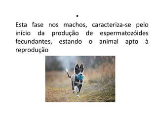 •
Esta fase nos machos, caracteriza-se pelo
início da produção de espermatozóides
fecundantes, estando o animal apto à
reprodução
 