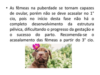 • As fêmeas na puberdade se tornam capazes
de ovular, porém não se deve acasalar no 1°
cio, pois no início desta fase não há o
completo desenvolvimento da estrutura
pélvica, dificultando o progresso da gestação e
o sucesso do parto. Recomenda-se o
acasalamento das fêmeas a partir do 3° cio.
 