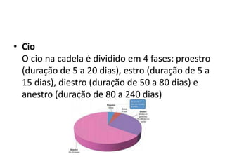 • Cio
O cio na cadela é dividido em 4 fases: proestro
(duração de 5 a 20 dias), estro (duração de 5 a
15 dias), diestro (duração de 50 a 80 dias) e
anestro (duração de 80 a 240 dias)
 