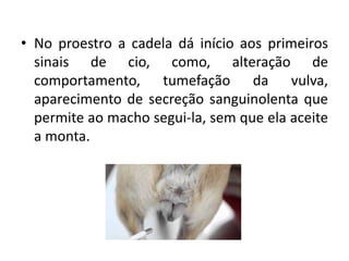 • No proestro a cadela dá início aos primeiros
sinais de cio, como, alteração de
comportamento, tumefação da vulva,
aparecimento de secreção sanguinolenta que
permite ao macho segui-la, sem que ela aceite
a monta.
 