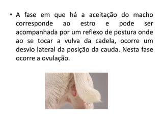 • A fase em que há a aceitação do macho
corresponde ao estro e pode ser
acompanhada por um reflexo de postura onde
ao se tocar a vulva da cadela, ocorre um
desvio lateral da posição da cauda. Nesta fase
ocorre a ovulação.
 