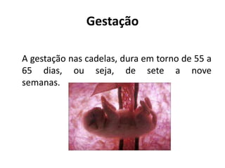 Gestação
A gestação nas cadelas, dura em torno de 55 a
65 dias, ou seja, de sete a nove
semanas.
 