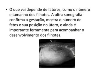 • O que vai depende de fatores, como o número
e tamanho dos filhotes. A ultra-sonografia
confirma a gestação, mostra o número de
fetos e sua posição no útero, e ainda é
importante ferramenta para acompanhar o
desenvolvimento dos filhotes.
 