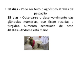 • 30 dias - Pode ser feito diagnóstico através de
palpação
35 dias - Observa-se o desenvolvimento das
glândulas mamarias, que ficam rosadas e
túrgidas. Aumento acentuado de peso
40 dias - Abdome está maior
 