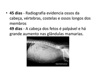 • 45 dias - Radiografia evidencia ossos da
cabeça, vértebras, costelas e ossos longos dos
membros
49 dias - A cabeça dos fetos é palpável e há
grande aumento nas glândulas mamarias.
 