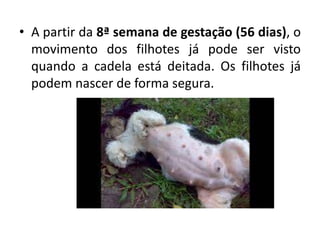 • A partir da 8ª semana de gestação (56 dias), o
movimento dos filhotes já pode ser visto
quando a cadela está deitada. Os filhotes já
podem nascer de forma segura.
 