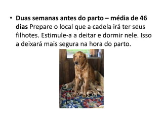 • Duas semanas antes do parto – média de 46
dias Prepare o local que a cadela irá ter seus
filhotes. Estimule-a a deitar e dormir nele. Isso
a deixará mais segura na hora do parto.
 