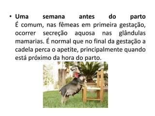 • Uma semana antes do parto
É comum, nas fêmeas em primeira gestação,
ocorrer secreção aquosa nas glândulas
mamarias. É normal que no final da gestação a
cadela perca o apetite, principalmente quando
está próximo da hora do parto.
 
