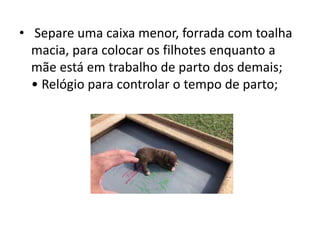 • Separe uma caixa menor, forrada com toalha
macia, para colocar os filhotes enquanto a
mãe está em trabalho de parto dos demais;
• Relógio para controlar o tempo de parto;
 