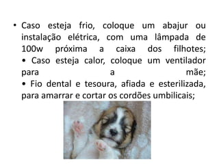 • Caso esteja frio, coloque um abajur ou
instalação elétrica, com uma lâmpada de
100w próxima a caixa dos filhotes;
• Caso esteja calor, coloque um ventilador
para a mãe;
• Fio dental e tesoura, afiada e esterilizada,
para amarrar e cortar os cordões umbilicais;
 