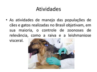 Atividades
• As atividades de manejo das populações de
cães e gatos realizadas no Brasil objetivam, em
sua maioria, o controle de zoonoses de
relevância, como a raiva e a leishmaniose
visceral.
 