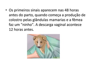 • Os primeiros sinais aparecem nas 48 horas
antes do parto, quando começa a produção de
colostro pelas glândulas mamarias e a fêmea
faz um "ninho". A descarga vaginal acontece
12 horas antes.
 