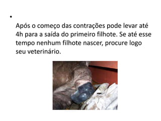 •
Após o começo das contrações pode levar até
4h para a saída do primeiro filhote. Se até esse
tempo nenhum filhote nascer, procure logo
seu veterinário.
 