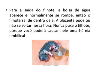 • Para a saída do filhote, a bolsa de água
aparece e normalmente se rompe, então o
filhote sai de dentro dela. A placenta pode ou
não se soltar nessa hora. Nunca puxe o filhote,
porque você poderá causar nele uma hérnia
umbilical
 