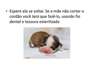 • Espere ela se soltar. Se a mãe não cortar o
cordão você terá que fazê-lo, usando fio
dental e tesoura esterilizada
 