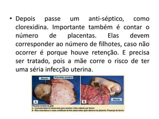 • Depois passe um anti-séptico, como
clorexidina. Importante também é contar o
número de placentas. Elas devem
corresponder ao número de filhotes, caso não
ocorrer é porque houve retenção. E precisa
ser tratado, pois a mãe corre o risco de ter
uma séria infecção uterina.
 