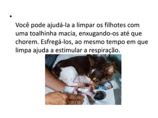 •
Você pode ajudá-la a limpar os filhotes com
uma toalhinha macia, enxugando-os até que
chorem. Esfregá-los, ao mesmo tempo em que
limpa ajuda a estimular a respiração.
 