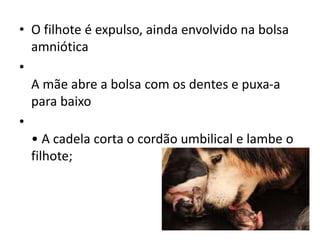 • O filhote é expulso, ainda envolvido na bolsa
amniótica
•
A mãe abre a bolsa com os dentes e puxa-a
para baixo
•
• A cadela corta o cordão umbilical e lambe o
filhote;
 