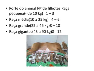 • Porte do animal Nº de filhotes Raça
pequena(<de 10 kg) 1 – 3
• Raça média(10 a 25 kg) 4 – 6
• Raça grande(25 a 45 kg)8 – 10
• Raça gigantes(45 a 90 kg)8 - 12
 