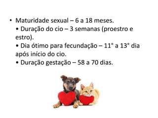 • Maturidade sexual – 6 a 18 meses.
• Duração do cio – 3 semanas (proestro e
estro).
• Dia ótimo para fecundação – 11° a 13° dia
após início do cio.
• Duração gestação – 58 a 70 dias.
 