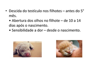 • Descida do testículo nos filhotes – antes do 5°
mês.
• Abertura dos olhos no filhote – de 10 a 14
dias após o nascimento.
• Sensibilidade a dor – desde o nascimento.
 