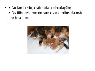 • • Ao lambe-lo, estimula a circulação;
• Os filhotes encontram os mamilos da mãe
por instinto.
 