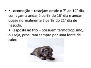 • • Locomoção – rastejam desde o 7° ao 14° dia,
começam a andar à partir do 16° dia e andam
quase normalmente à partir do 21° dia de
nascido.
• Resposta ao frio – possuem termotropismo,
ou seja, procuram sempre por uma fonte de
calor.
 