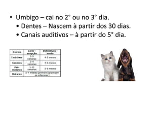 • Umbigo – cai no 2° ou no 3° dia.
• Dentes – Nascem à partir dos 30 dias.
• Canais auditivos – à partir do 5° dia.
 