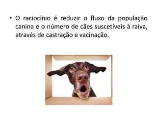 • O raciocínio é reduzir o fluxo da população
canina e o número de cães suscetíveis à raiva,
através de castração e vacinação.
 