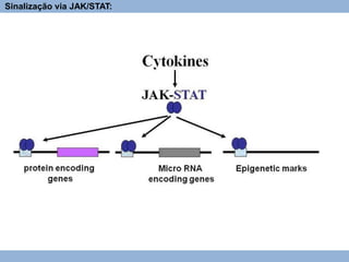 Sinalização via JAK/STAT:
 