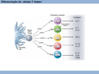 Diferenciação de células T helper:
 