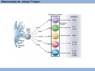 Diferenciação de células T helper:
 