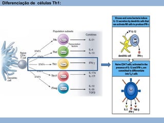 Diferenciação de células Th1:
 