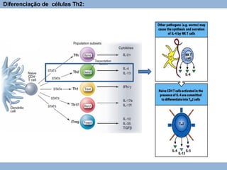 Diferenciação de células Th2:
 