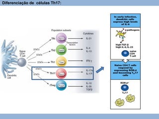 Diferenciação de células Th17:
 