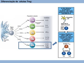 Diferenciação de células Treg:
 
