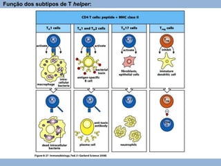 Função dos subtipos de T helper:
 