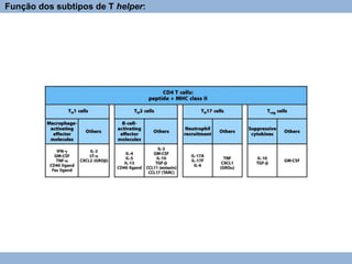 Função dos subtipos de T helper:
 