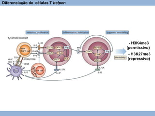 Diferenciação de células T helper:
- H3K27me3
(repressivo)
- H3K4me3
(permissivo)
 